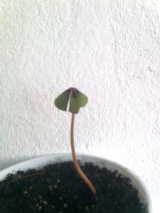 Изображение1105