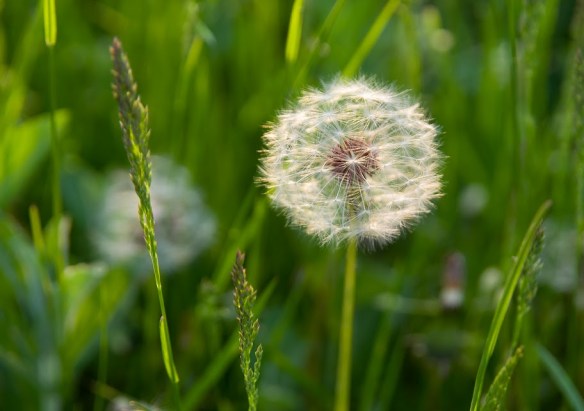 gluharche https://lh6.googleusercontent.com/-_dvxUR4aat4/TdQZt9ZCbSI/AAAAAAAADdU/113fl3s5CYI/s912/gluharche.jpg